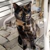 KokonutCat