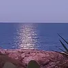 minagrassi0