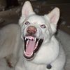 drankonmypaws