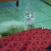 zidan1_hasan