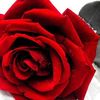 rosl_