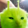 also_melon