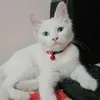 molly_ae22