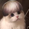 enzomochut1