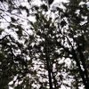 rainspell_