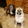 ourthreedoggos
