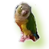 discoetsesamis