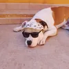 dennydedog.argo