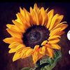 girasol.602