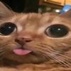 y_pls_4