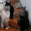 vrcatslove