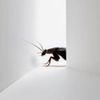 the_roach_in_corner_