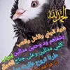 flah295