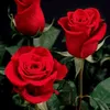 user6872010263558