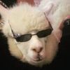 sleepy_alpaca