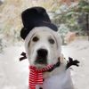 cosmothegoldenboy