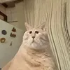 kakakakakka_yl