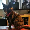 lilyput1983