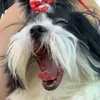 Bulma 🐶