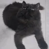 catka3