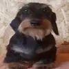 paozaoo
