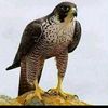 modhigaal