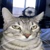 gatitosfeo666