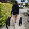 thelabby_and_thestaffy