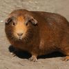 cavia231
