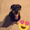 rottweilerlulu14