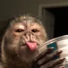 asivkk