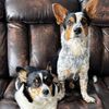 cowboyandcorgi