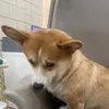 diorcorgiland