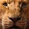lion_kingxx00