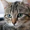tiktok_cat067