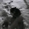 aliya_sevim
