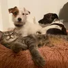 les.petitesbetes