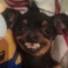 0coduocvui