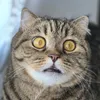 richard_cat3