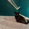 maryannedonaldson8