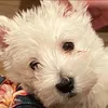 tedi_piano