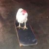 vawls_sk8