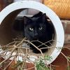 aprils_cat