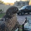 zox_222