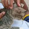 cat._gh0st