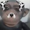 veemi_