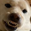 spiritualshiba
