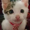 FiveCat