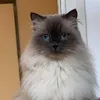 amymatisse