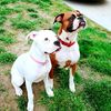 boxerdoggos